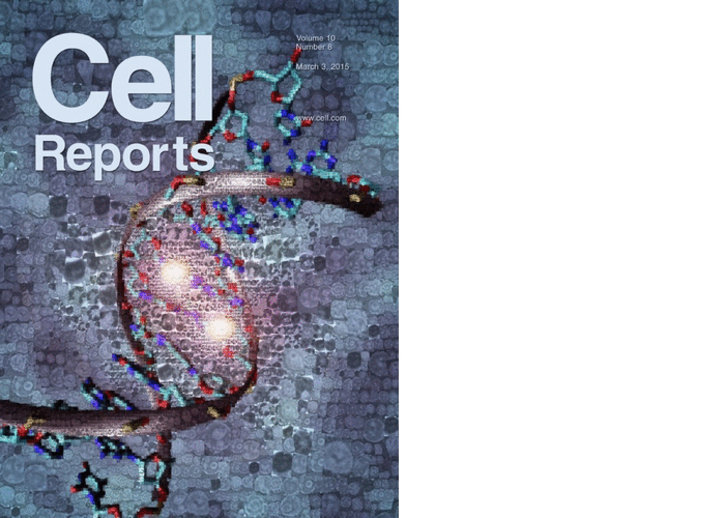 Researchers at CeMM have developed a method for studying DNA methylation in single cells