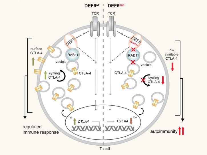 Identifying genetic causes for immune diseases as a way to uncover immune regulatory pathways