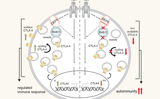 Identifying genetic causes for immune diseases as a way to uncover immune regulatory pathways Identifying genetic causes for immune diseases as a way to uncover immune regulatory pathways