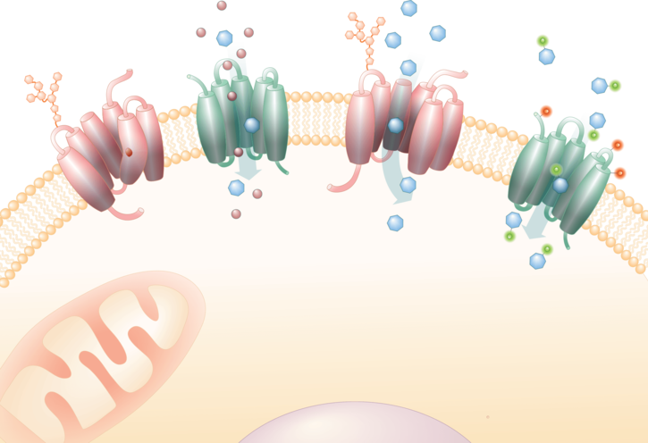 From autism to Alzheimer’s: Membrane transporters open new avenues for treating brain disorders