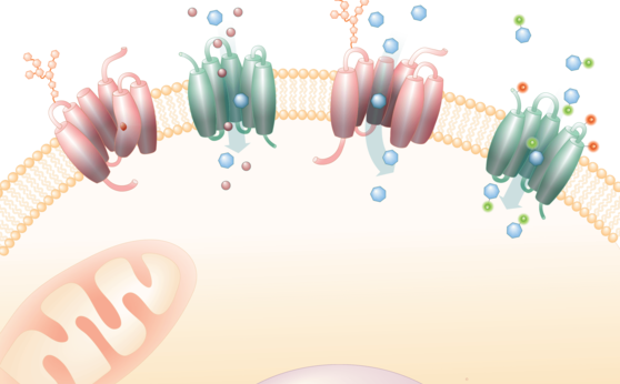 Von Autismus bis Alzheimer: Membrantransporter als neue Ziele im Kampf gegen neuronale Erkrankungen