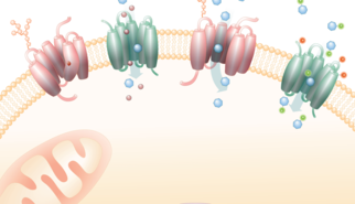 From autism to Alzheimer’s: Membrane transporters open new avenues for treating brain disorders
