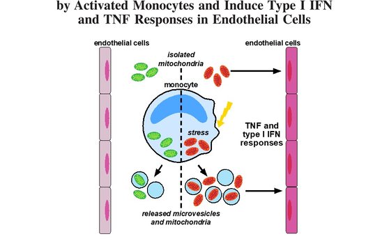 Mitochondria: when friends become enemies Mitochondria: when friends become enemies