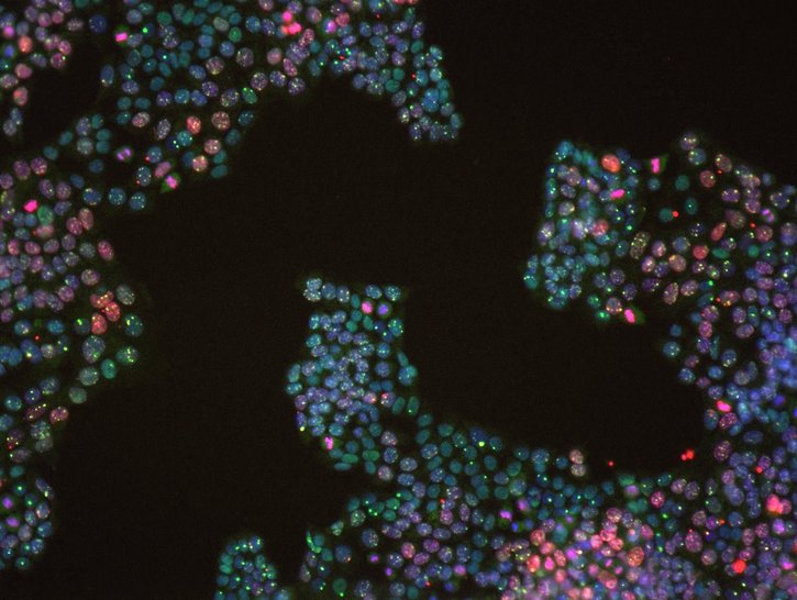 When two wrongs make a right: Artificial CRISPR gene disruptions could rescue genetic disease