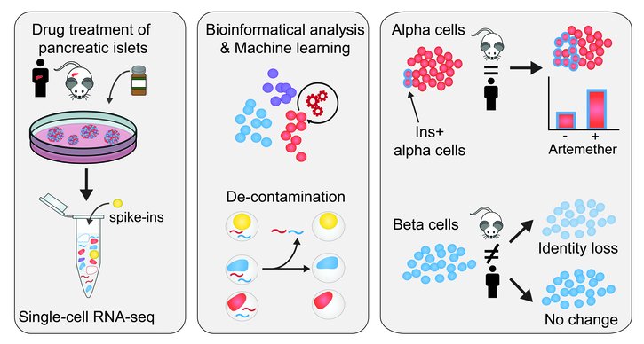 Single-cell RNA seq method developed to accurately quantify cell-specific drug effects in pancreatic islets