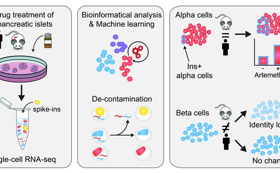 Single-cell RNA seq method developed to accurately quantify cell-specific drug effects in pancreatic islets