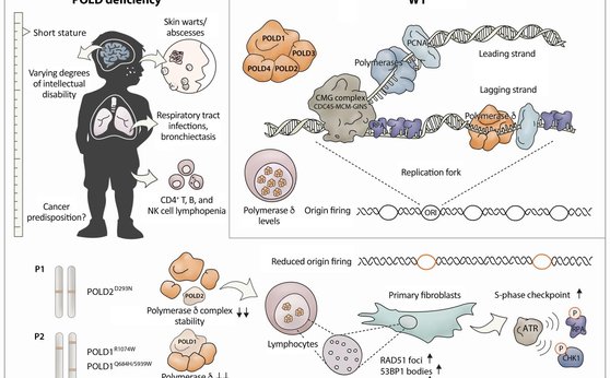 Novel immunodeficiency syndrome amidst immunity and carcinogenesis Novel immunodeficiency syndrome amidst immunity and carcinogenesis