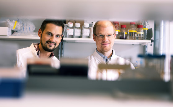 Master regulator of liver metabolism identified during infection Master regulator of liver metabolism identified during infection
