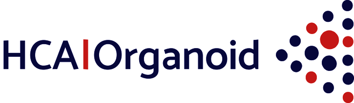 New EU-funded Research Project “HCA|Organoid”: Toward a Single-Cell Atlas of Human Organoids for Biomedical Research 