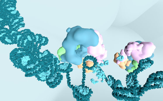 Inhibition of the BAF complex causes rapid loss of DNA accessibility