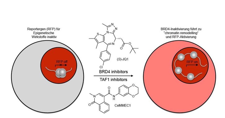 Red glowing cells reveal new epigenetic targets against leukemia