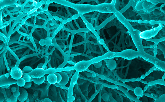Eco-friendly process for synthesizing organic materials developed for high-performance materials industry