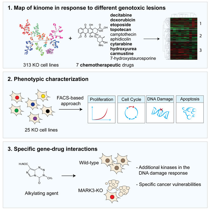 A catalog of the human kinome in response to genotoxic stress, induced by chemotherapeutic agents A catalog of the human kinome in response to genotoxic stress, induced by chemotherapeutic agents