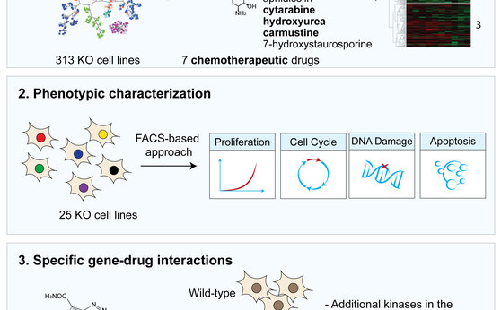 A catalog of the human kinome in response to genotoxic stress, induced by chemotherapeutic agents A catalog of the human kinome in response to genotoxic stress, induced by chemotherapeutic agents
