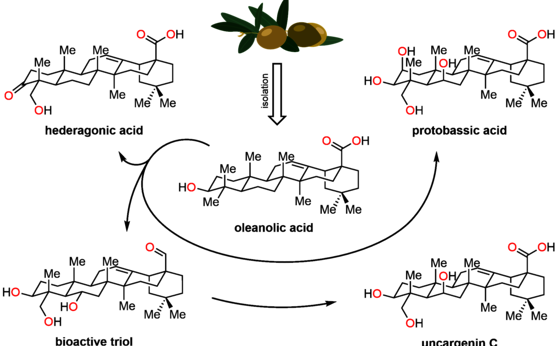 Chemical modification of oleanolic acid could pave the way to pharmaceutically relevant derivates