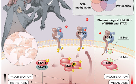How cancer becomes transmissible in Tasmanian devils: molecular mechanisms elucidated How cancer becomes transmissible in Tasmanian devils: molecular mechanisms elucidated