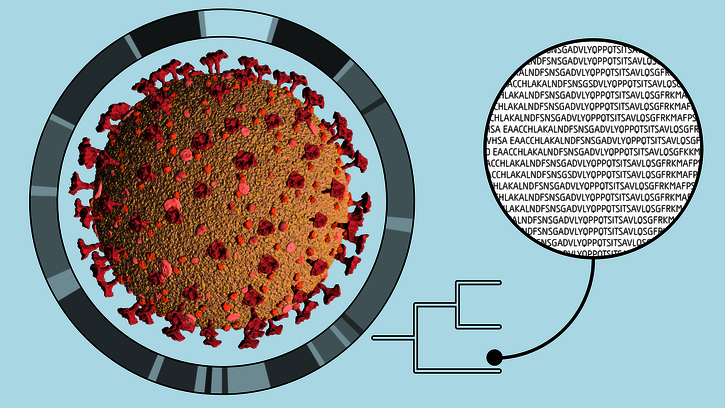 Mutational Dynamics of SARS-CoV-2 in Austria: UK and South Africa variants found in Austria 